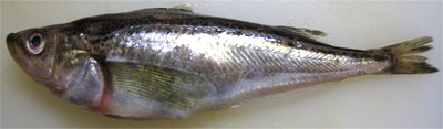 20091207hata1.jpg